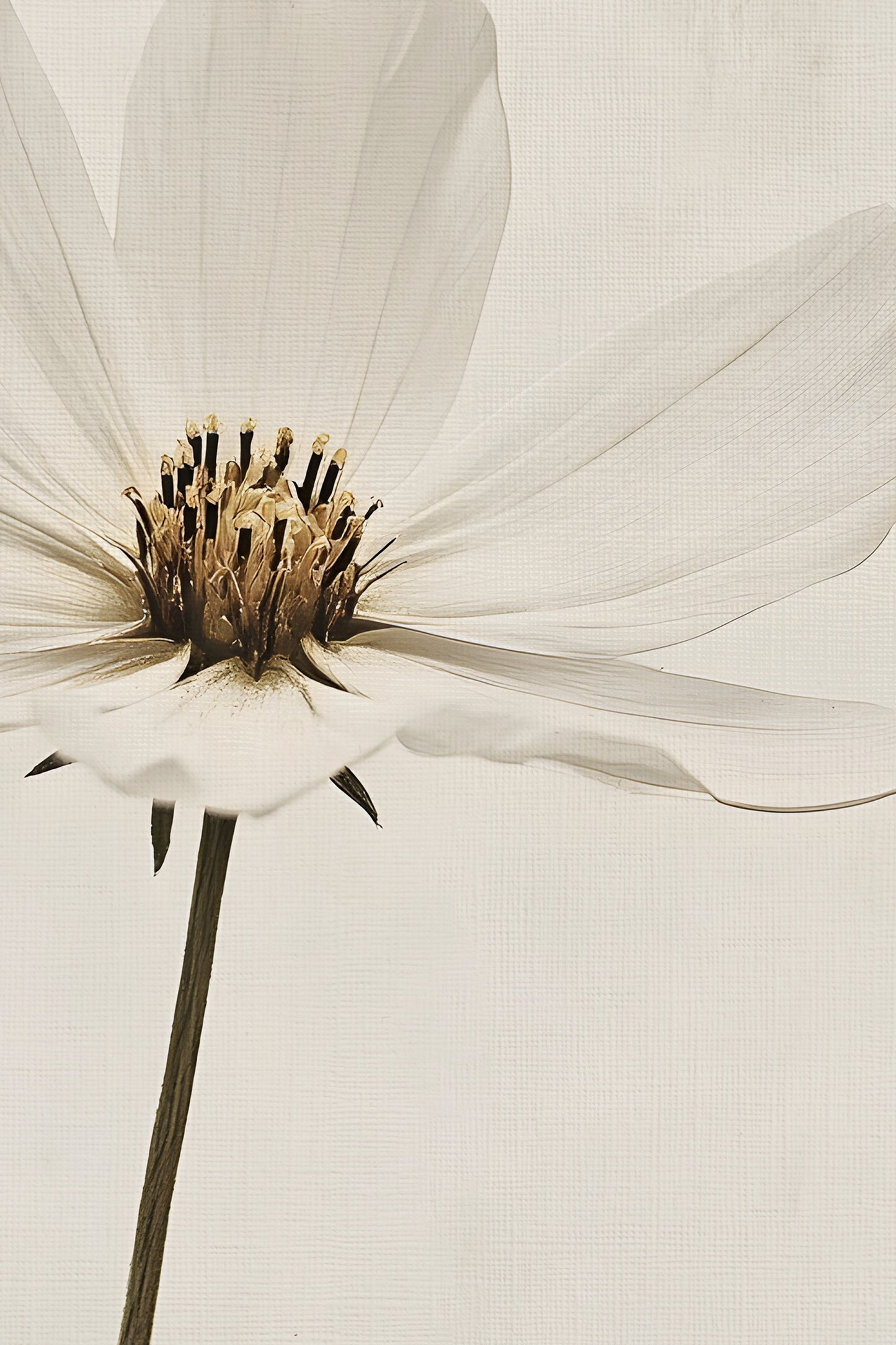 IVORY PETAL, VINTAGE SILVER FRAME