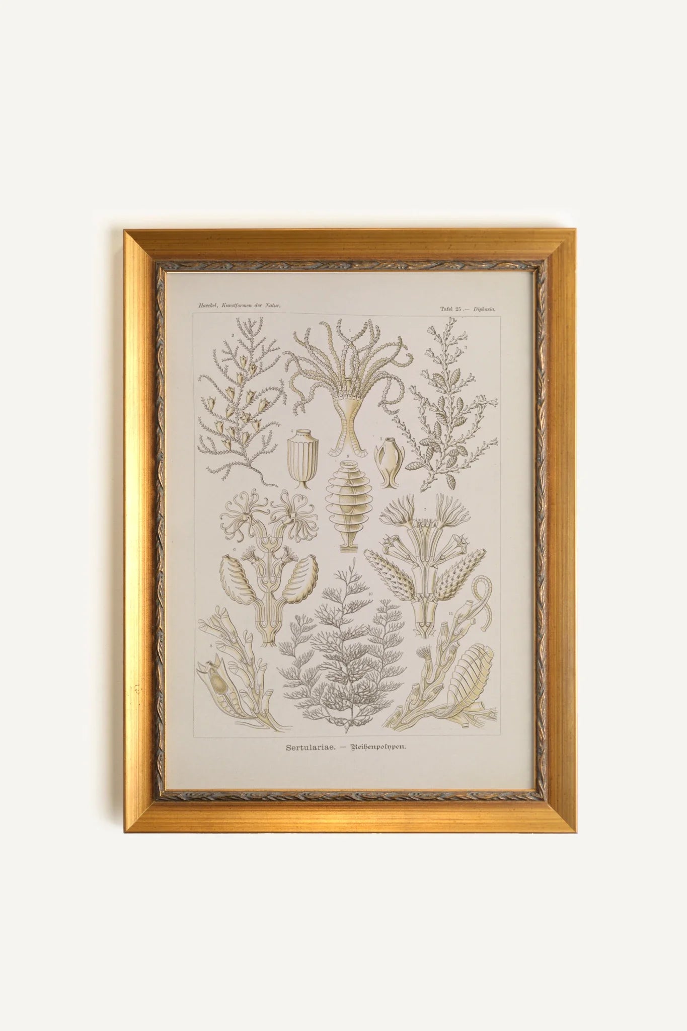 ESSENCE MARINE, Oeuvre sur toile rigide, encadré Vintage Or