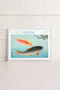 COMMON & GOLDEN CARP, Work on stretched canvas