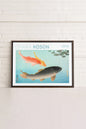 COMMON & GOLDEN CARP, Work on stretched canvas