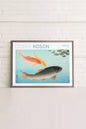 COMMON & GOLDEN CARP, Work on stretched canvas