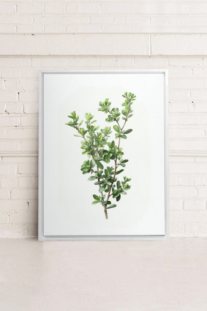 OLEKA CANVAS - THYMARIS, Oeuvre sur toile étirée, encadré Blanc
