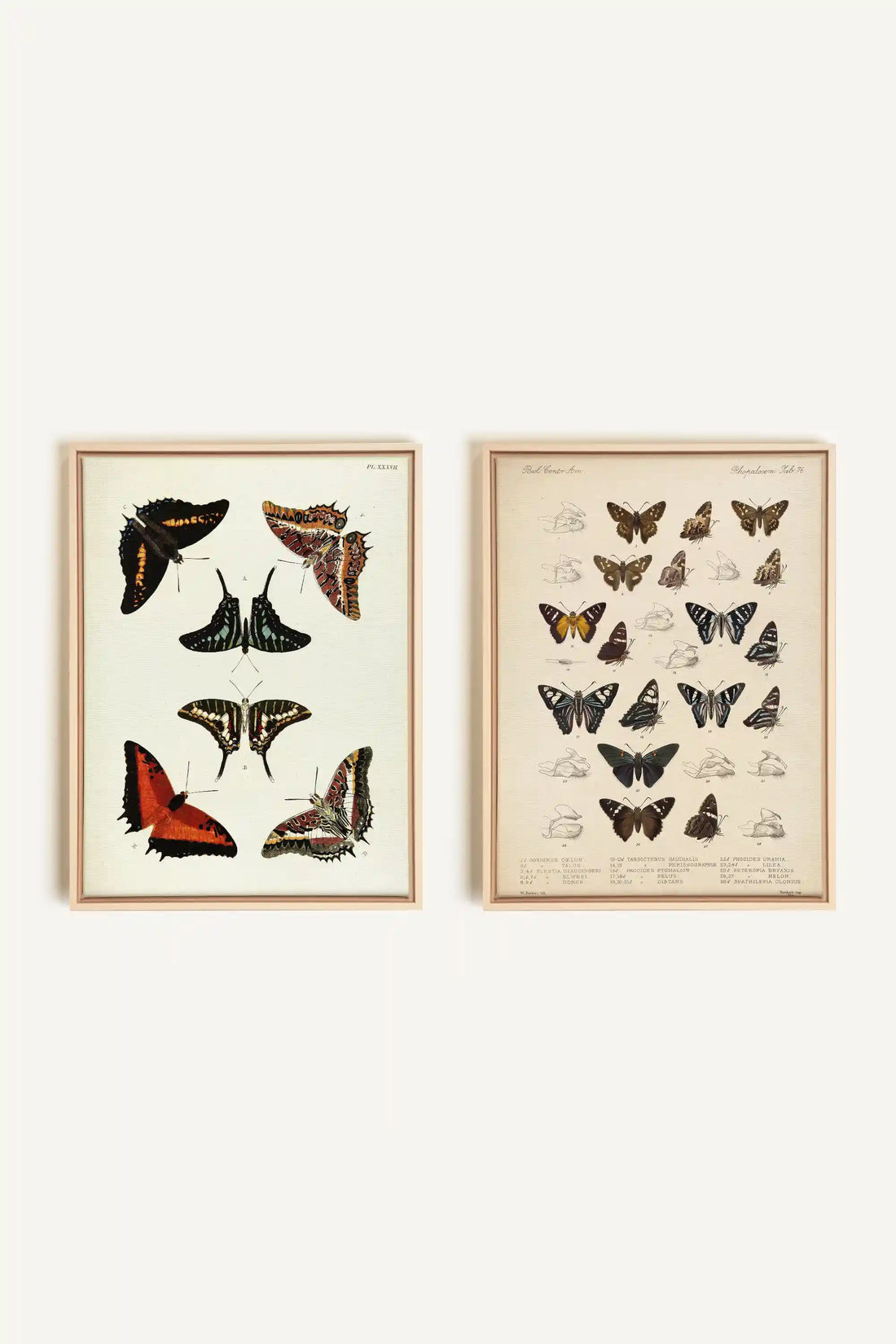 DUO TRÉSOR BOTANIQUE, 2 Oeuvres sur toile étirée, encadré Naturel Clair