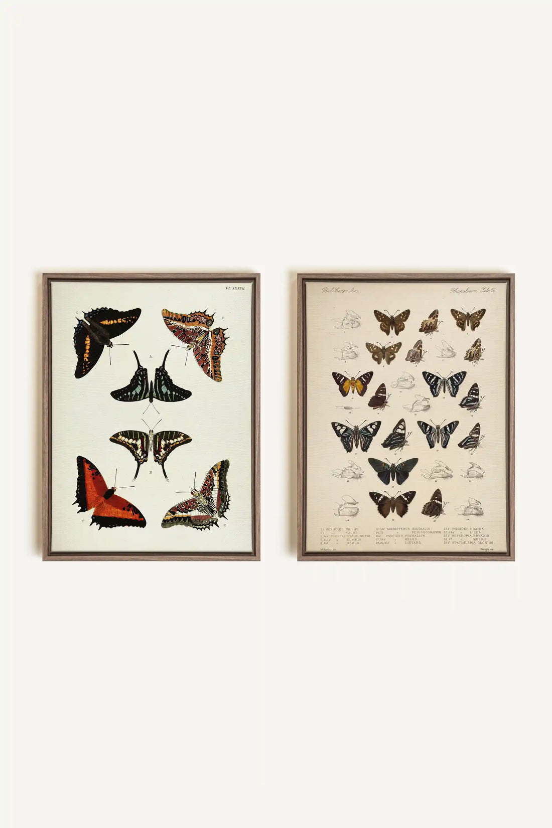 DUO TRÉSOR BOTANIQUE, 2 Oeuvres sur toile étirée, encadré Brun Chêne