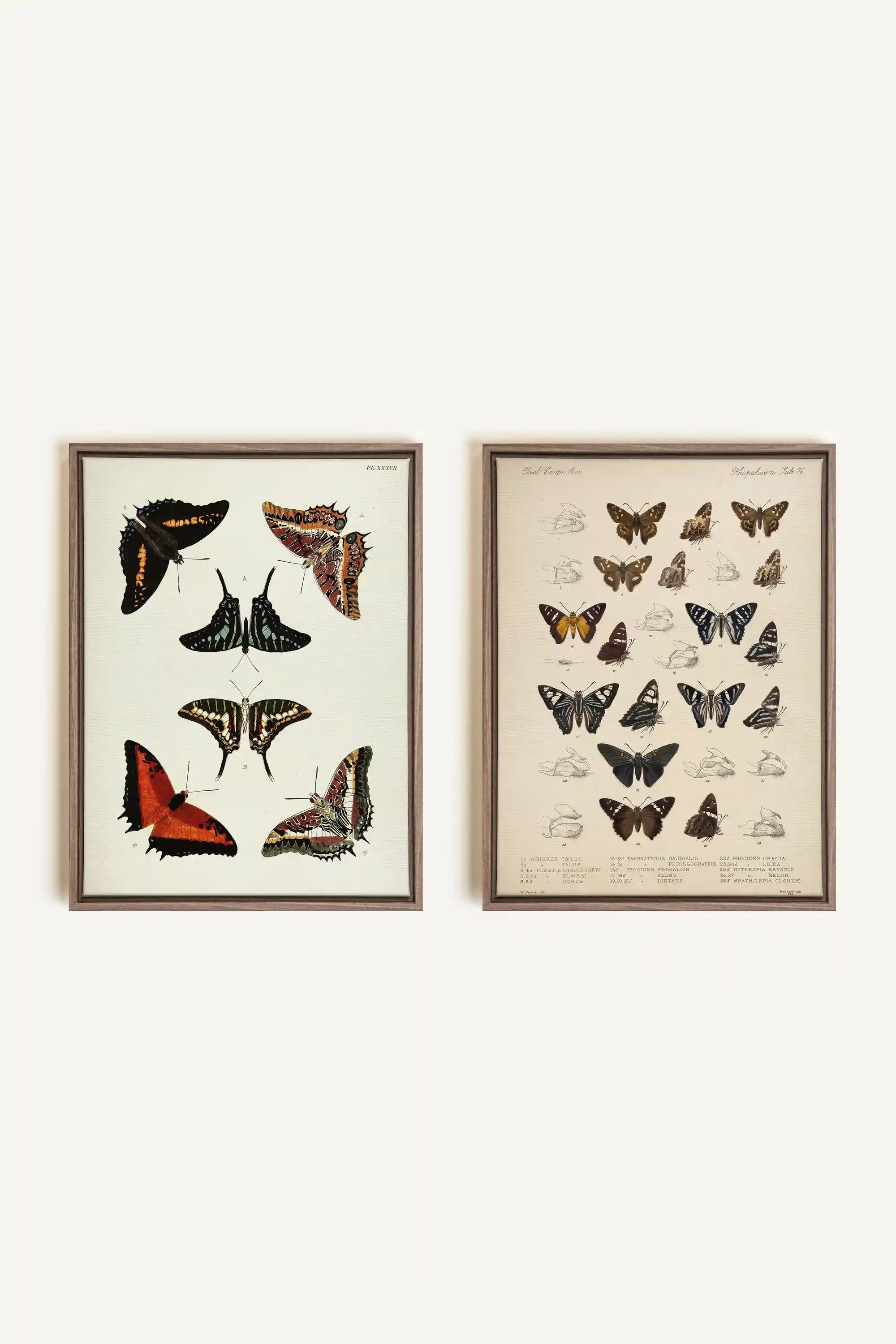 DUO BOTANICAL TREASURE, 2 Works on stretched canvas, framed Oak Brown