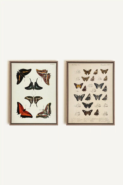 DUO BOTANICAL TREASURE, 2 Works on stretched canvas, framed Oak Brown