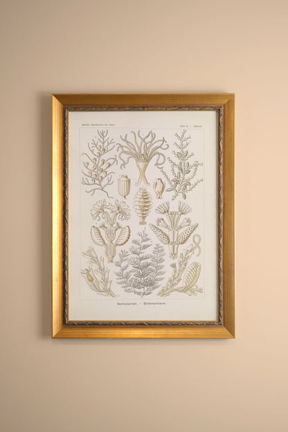 MARINE ESSENCE, VINTAGE GOLD FRAME