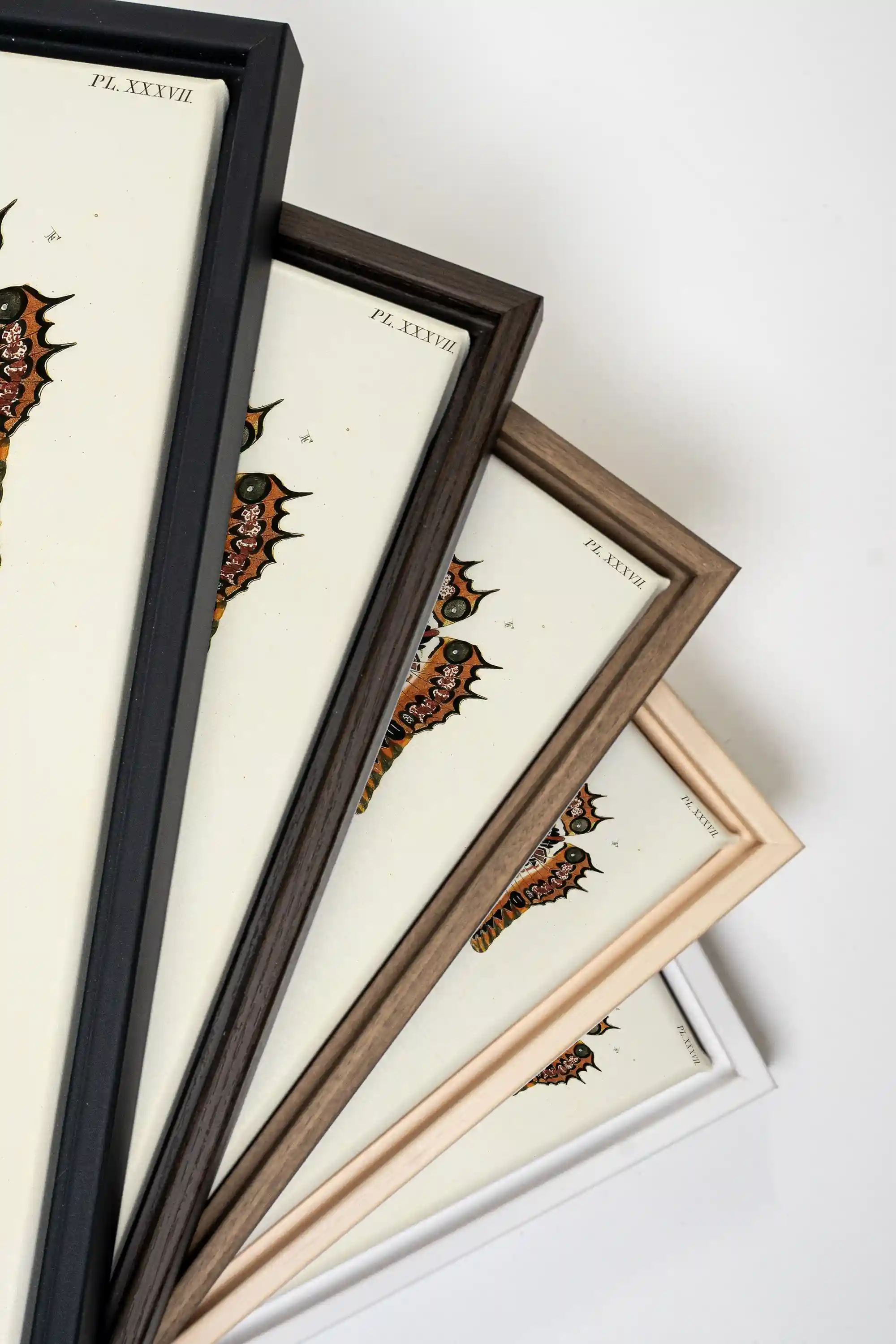 DUO BOTANICAL TREASURE, 2 Works on stretched canvas, framed Walnut Brown