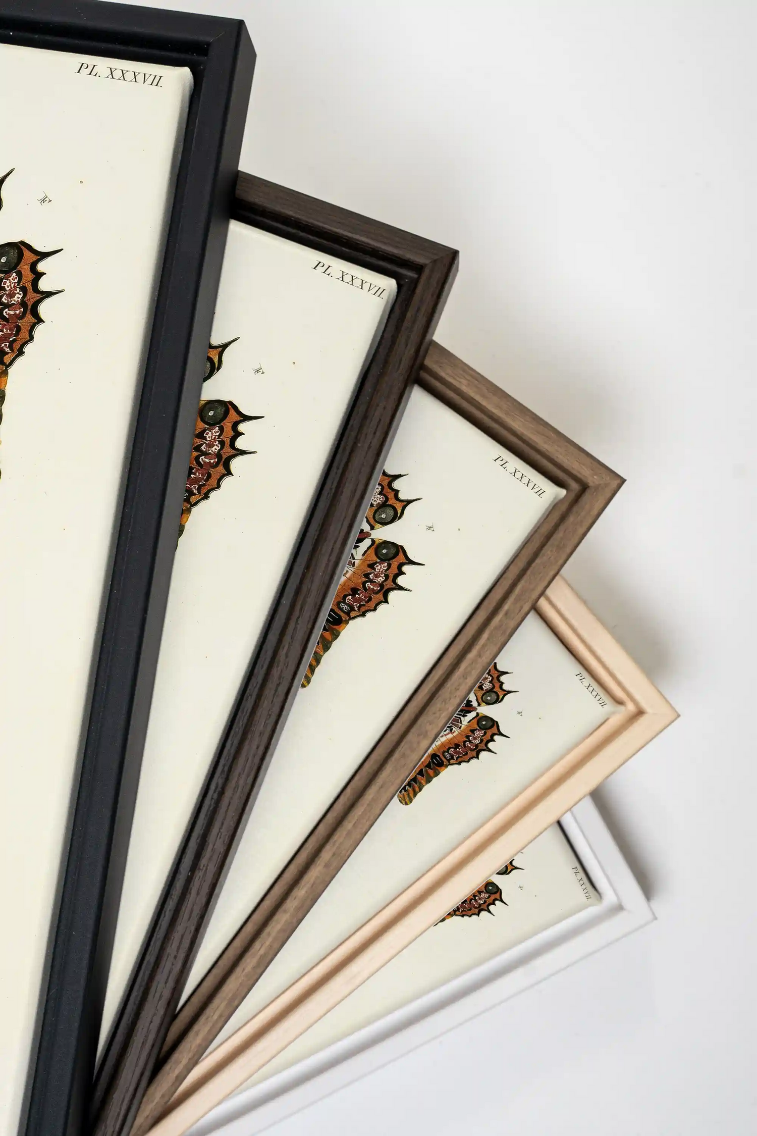 DUO TRÉSOR BOTANIQUE, 2 Works on stretched canvas, framed Black
