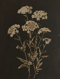 RI-INF-FLEDOR
