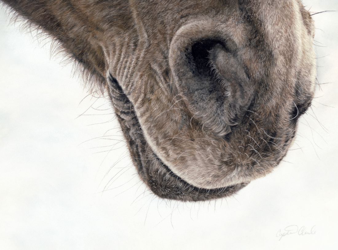 PL-116, stretched canvas