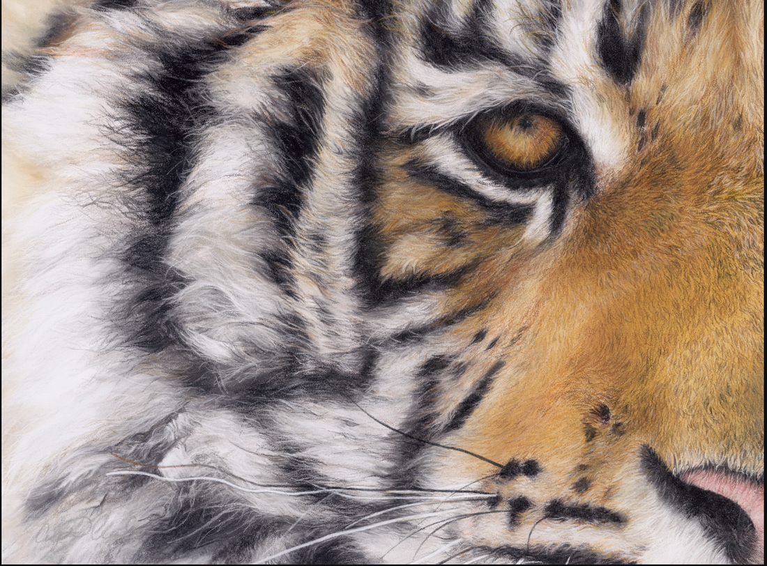 PL-116, stretched canvas