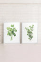 DUO FINES HERBES (2 Works on stretched canvas)