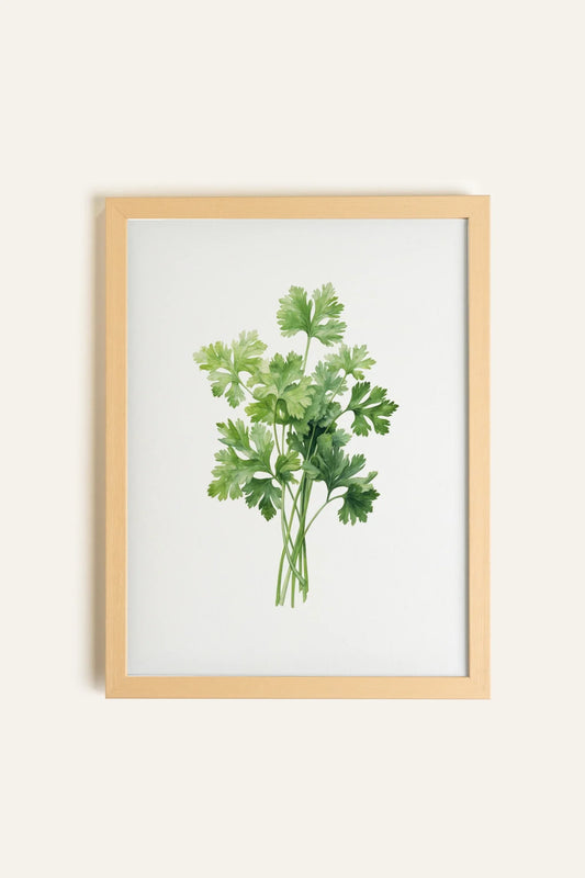 CILANTRO, Toile Rigide