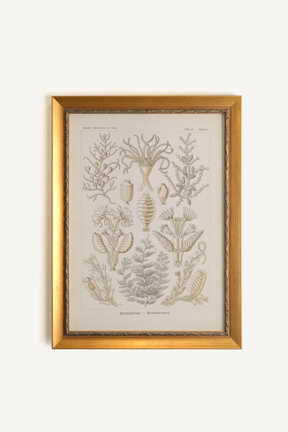 ESSENCE MARINE, Oeuvre sur toile rigide, encadré Vintage Or