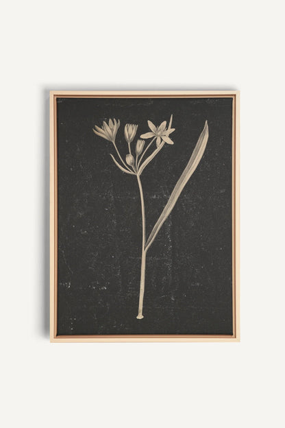 MINIMAL FLORA, Oeuvre sur toile étirée, encadré Naturel Clair