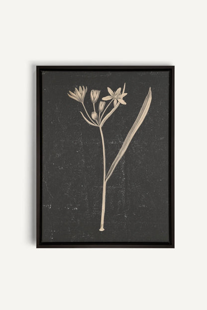 MINIMAL FLORA, Oeuvre sur toile étirée, encadré Noir