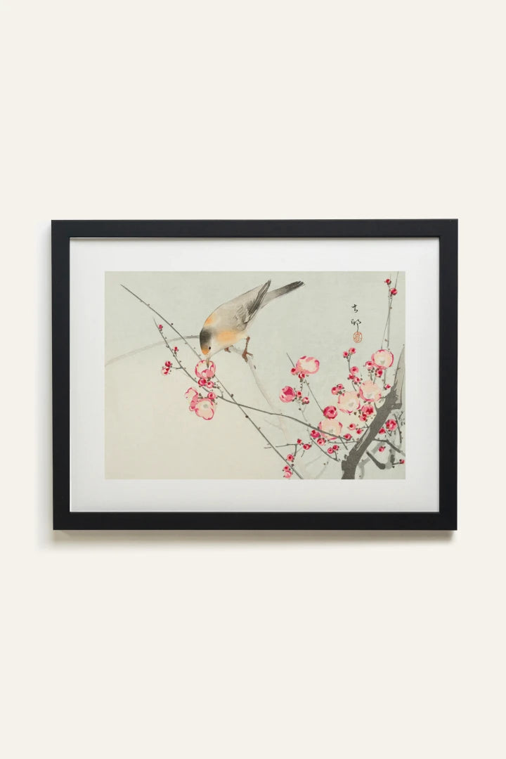 SONGBIRD, Toile Rigide