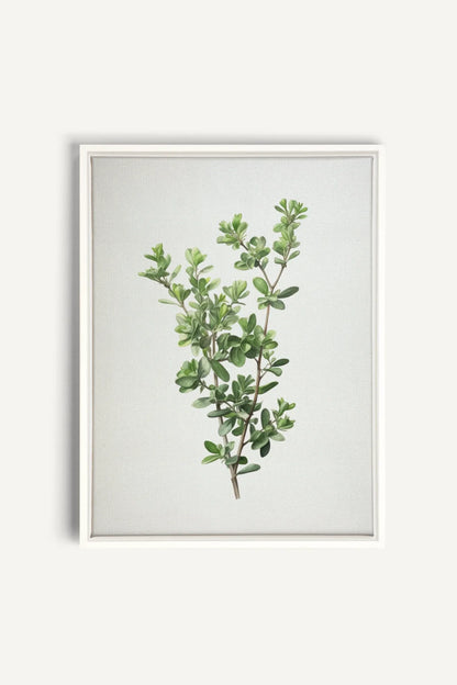 OLEKA CANVAS - THYMARIS, Oeuvre sur toile étirée, encadré Blanc