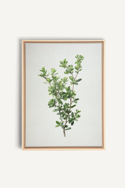 THYMARIS, Oeuvre sur toile étirée, encadré Naturel Clair