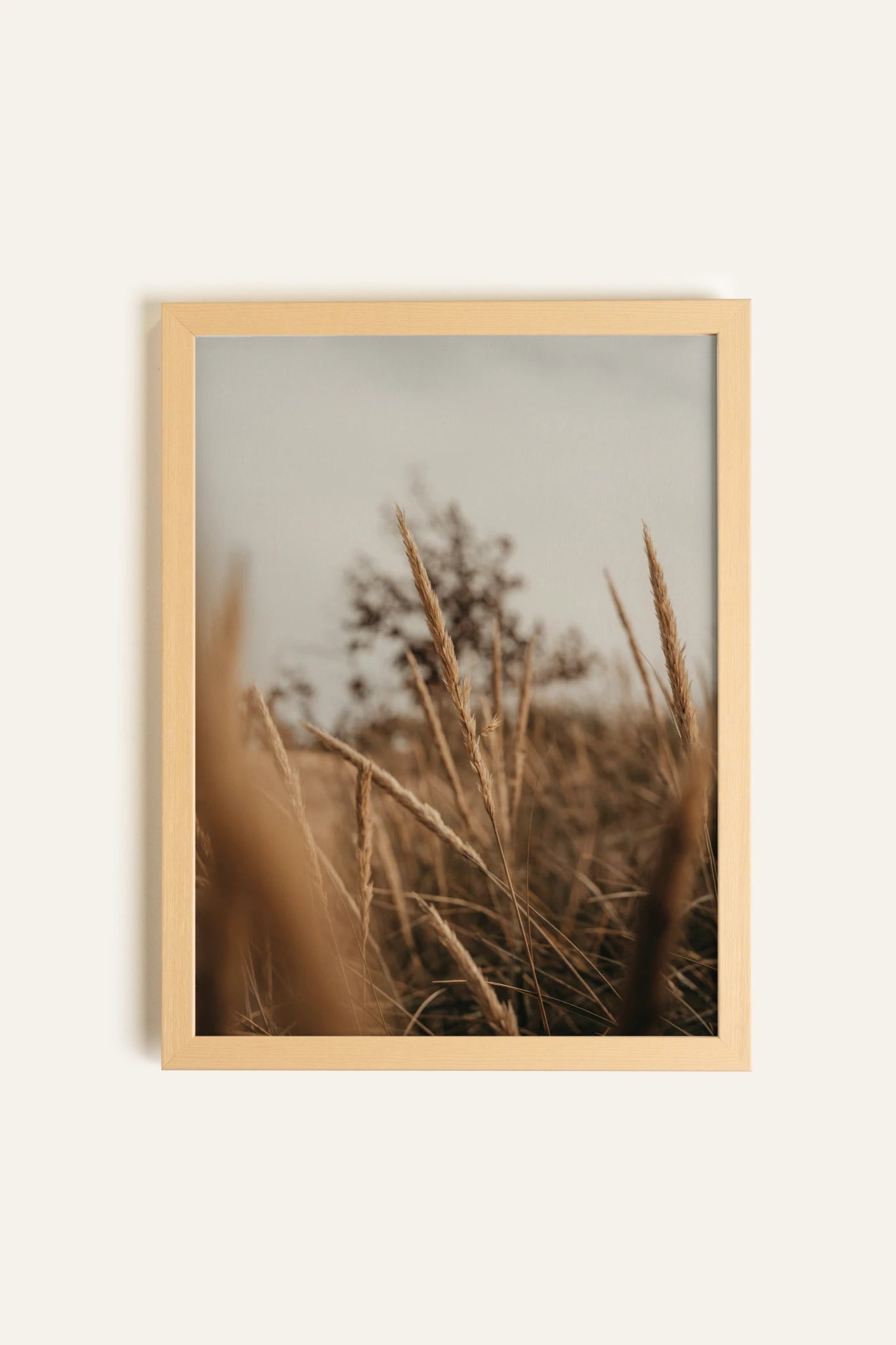 WHEAT, Toile Rigide